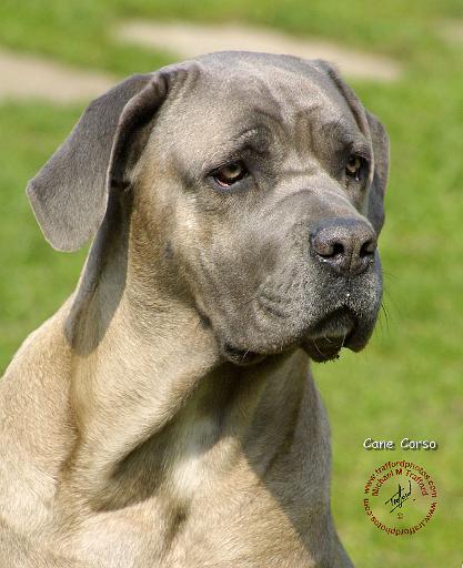 Cane Corso 8R061D-09.JPG